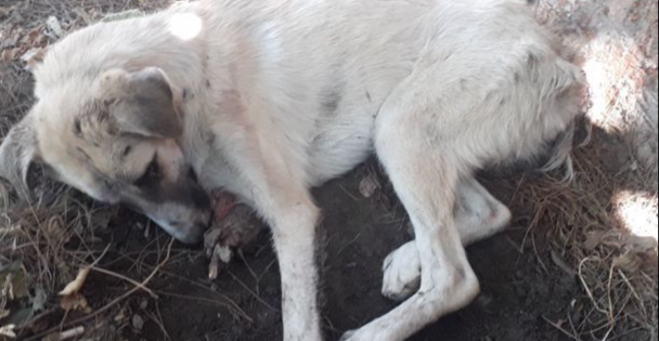 Demir Çubukla Köpeği Öldüren iki Kişi Serbest Kaldı