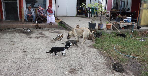 Sokak hayvanları için kulübe yapıldı