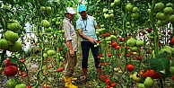 Çiftçilere yüzde 50 hibeli sera desteği