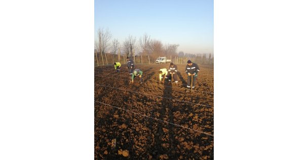 10 Bin Çınar Fidan Toprak İle Buluştu