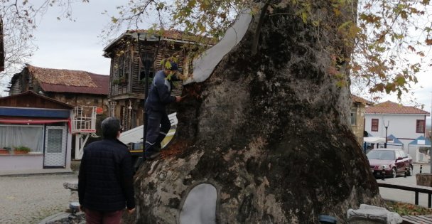1230 yıllık Çınar ağacının bakımı yapıldı