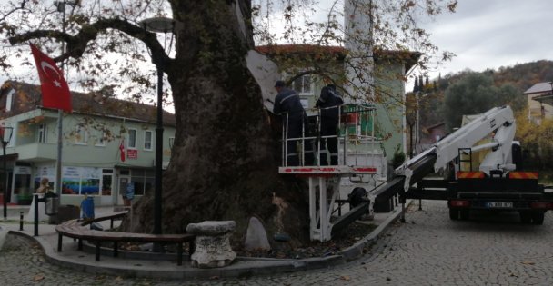 1230 Yıllık Çınar Ağacının Bakımı Yapıldı