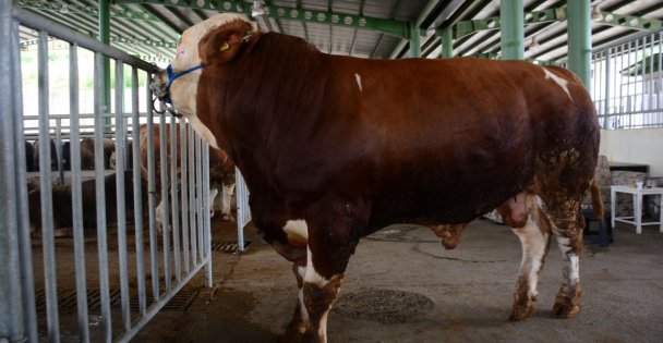 1 ton 100 kiloyla pazarın gözdesi olan Paşa, 60 bin TL'ye satıldı