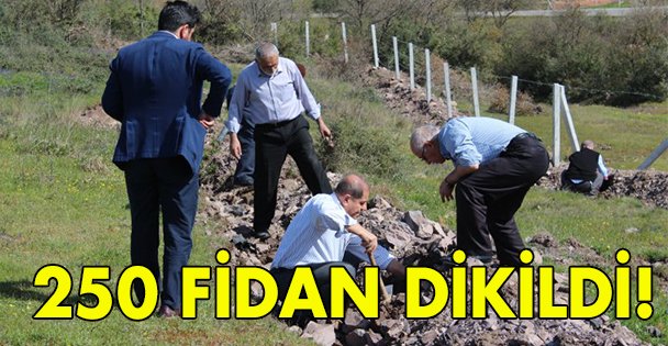 250 fidan dikildi