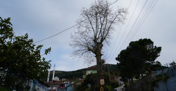 300 Yıllık Ağacın Dikkat Çeken Hikayesi