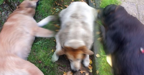 3 köpeğin zehirlenerek öldürülmesine ilişkin belediye görevlilerine para cezası