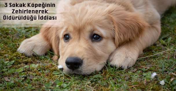 3 Sokak Köpeğinin Zehirlenerek Öldürüldüğü İddiası