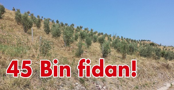 45 Bin fidan!