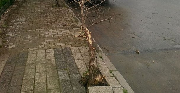Ağacı devirdiler!
