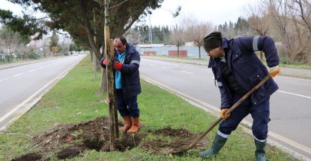 Ağaçlandırma Gölcük İpek Yolunda Devam Ediyor