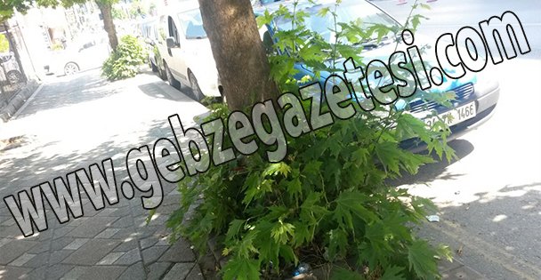 Ağaçlar bakım istiyor!