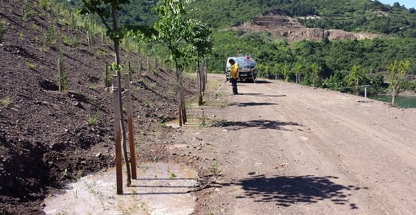 Ağaçlar Sulama Çalışmasıyla Büyüyor