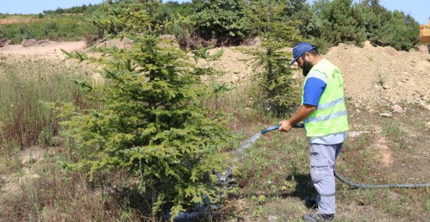 Ağaçlara Can Suyu Büyükşehir'den