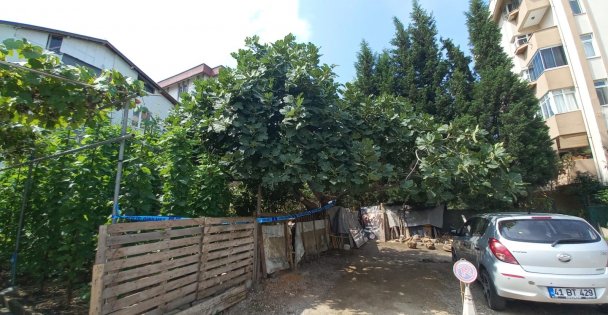 Ağaçtan düştü, kalbine dal parçası saplandı