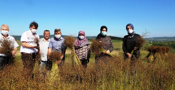 AK Parti Kocaeli Milletvekili Katırcıoğlu keten hasadına katıldı