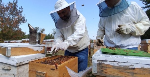 Arıcılar desteklenirse tüm dünyaya yetecek propolis üretilebilir