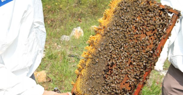 Arıcılara 55 Ton Arı Yemi Desteği