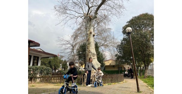 Asırlık çınarın altında 150 yıldır kahve içiliyor