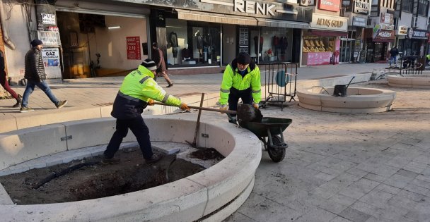 Asırlık Çınarlara Yenileri Ekleniyor