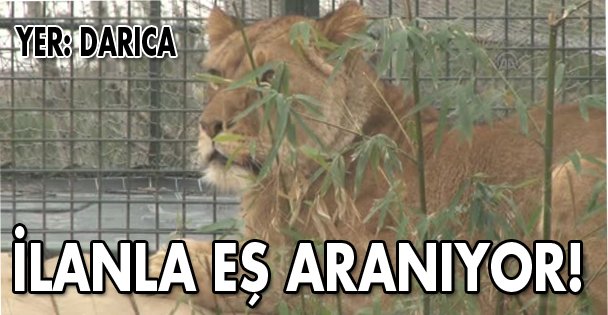 ''Aslan Sherlock''a eş aranıyor