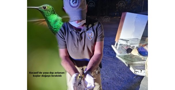 Avlanan Kuşlar Doğaya Bırakıldı