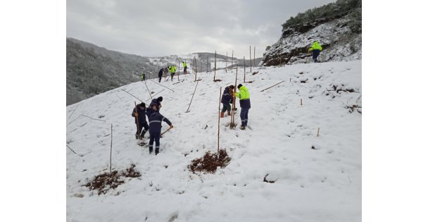 Bal Ormanında Ağaç Dikimi Devam Ediyor