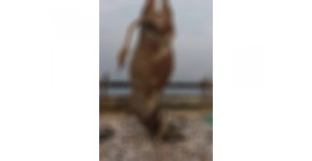 Balık ağına öyle bir şey takıldı ki...