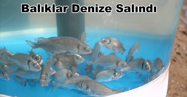 Balıklar Bu Kez Darıca Sahilinden Denize Salındı