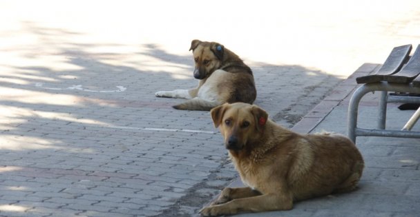 Başıboş köpekler öğrencilerin kabusu oldu