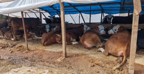 Başiskelede kurban satış alanları denetleniyor