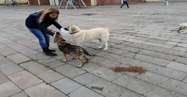 Başkan Büyükakın, sokak hayvanlarını unutmuyor