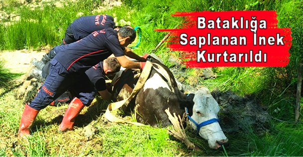 Bataklığa Saplanan İnek Kurtarıldı