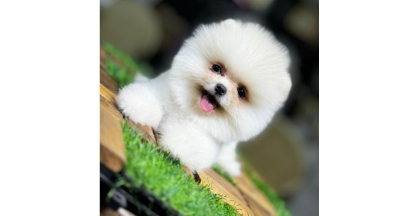 Beyaz Pomeranian Boo...