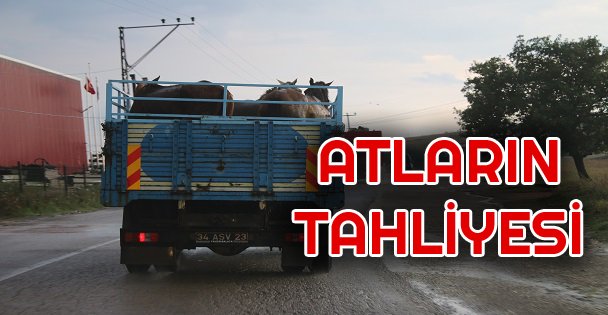 Beykoz'daki Atların Tahliyesi