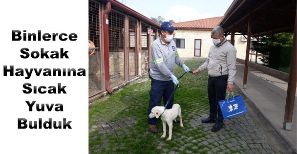 Binlerce Sokak Hayvanına Sıcak Yuva Bulduk