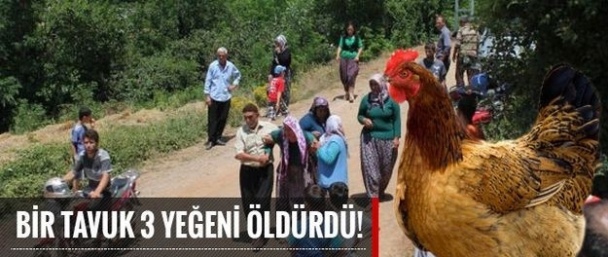 Bir tavuk 3 can aldı!