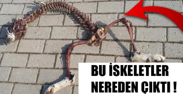 Bu İskeletler Nereden Çıktı !