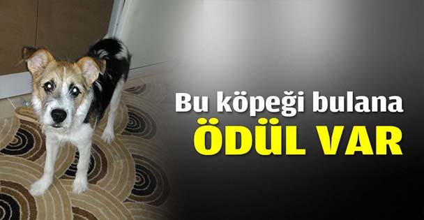 Bu köpeği bulana ödül var