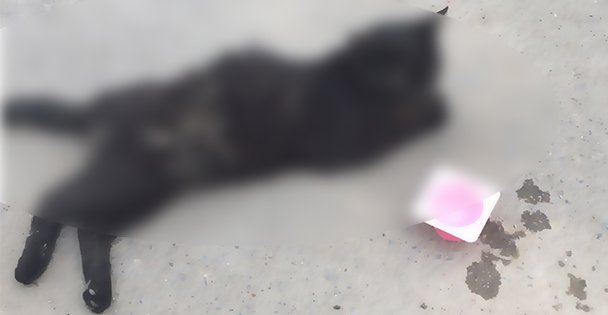 Bu ne vicdansızlık!