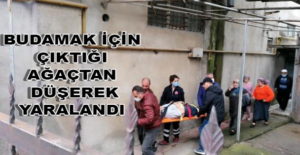 BUDAMAK İÇİN ÇIKTIĞI AĞAÇTAN DÜŞEREK YARALANDI