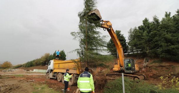 Büyükşehir, Ağaçları Yeniden Toprakla Buluşturuyor