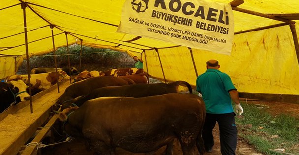 Büyükşehir ilaçladı!