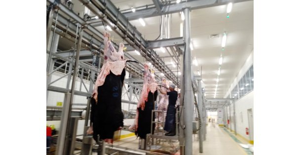 Büyükşehir Mezbahası'nda kurban kesim işlemi tamam