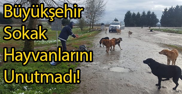 Büyükşehir Sokak Hayvanlarını Unutmadı!