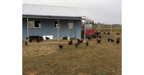 Büyükşehir'den çiftçilere gezen tavuk desteği