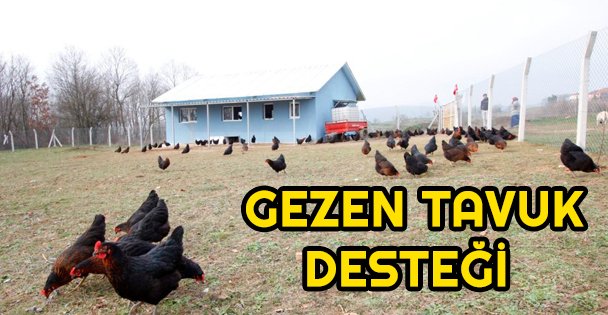 Büyükşehir'den yüzde 50 hibeli gezen tavuk desteği