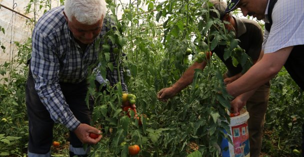 Büyükşehir'den yüzde 50 hibeli sera desteği