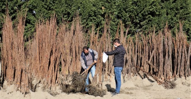 Büyükşehir'in, Hibeli Fidan Dağıtımı Cuma Günü Sona Erecek