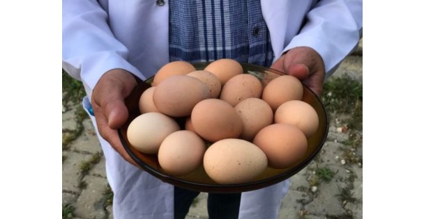 Büyükşehir'in yüzde 50 hibeli tavuk desteği çiftçilerin yüzünü güldürüyor.