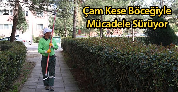 Çam Kese Böceğiyle Mücadele Sürüyor